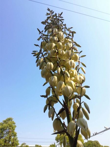 10月开的花有哪些「10月开的花有哪些名字」