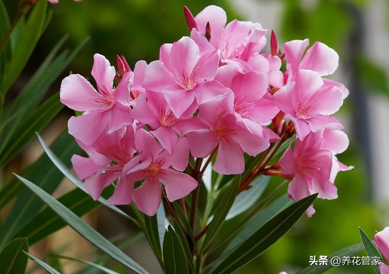 9月什么花开得最旺「9月什么花开得最旺图片」