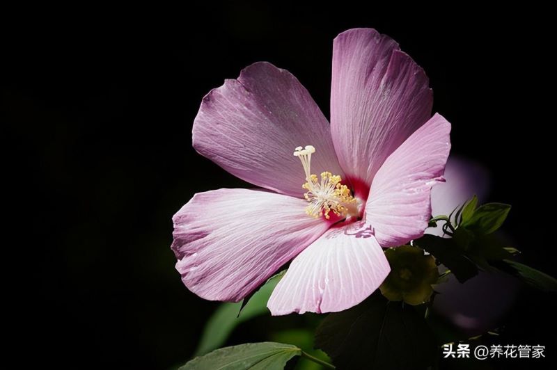 9月什么花开得最旺「9月什么花开得最旺图片」