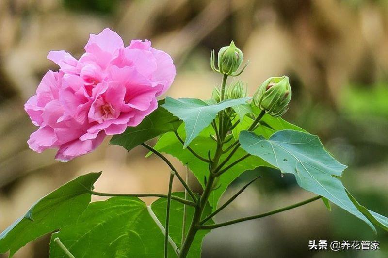 9月什么花开得最旺「9月什么花开得最旺图片」