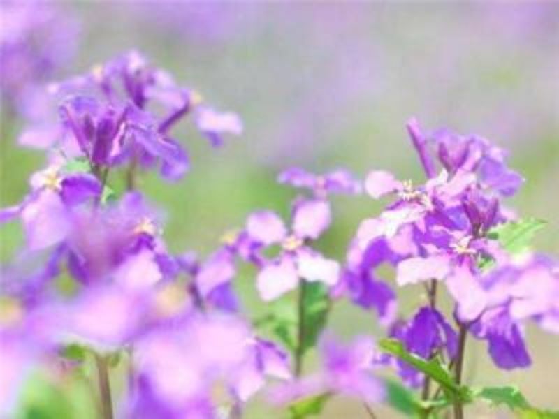 二月兰几月份播种「二月兰几月份播种最好」