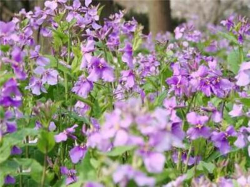 二月兰几月份播种「二月兰几月份播种最好」