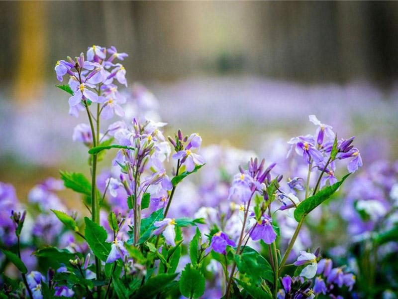 二月兰的种植方法「二月兰的种植方法和注意事项」
