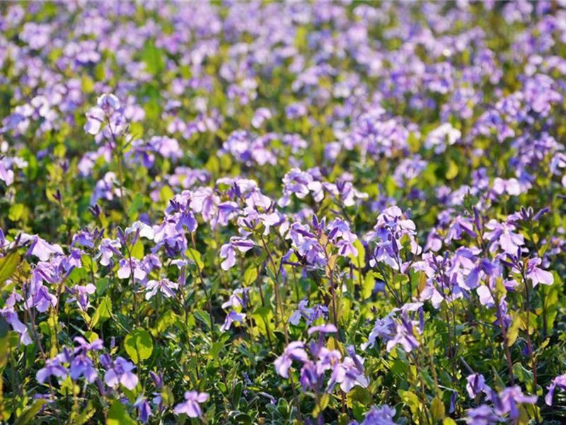 二月兰的种植方法「二月兰的种植方法和注意事项」