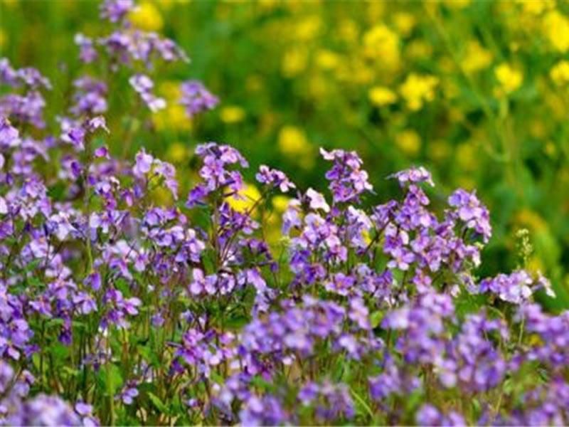 二月兰的种植方法「二月兰的种植方法和注意事项」