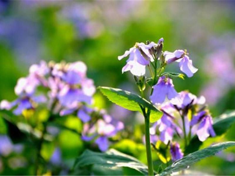 二月兰的种植方法「二月兰的种植方法和注意事项」