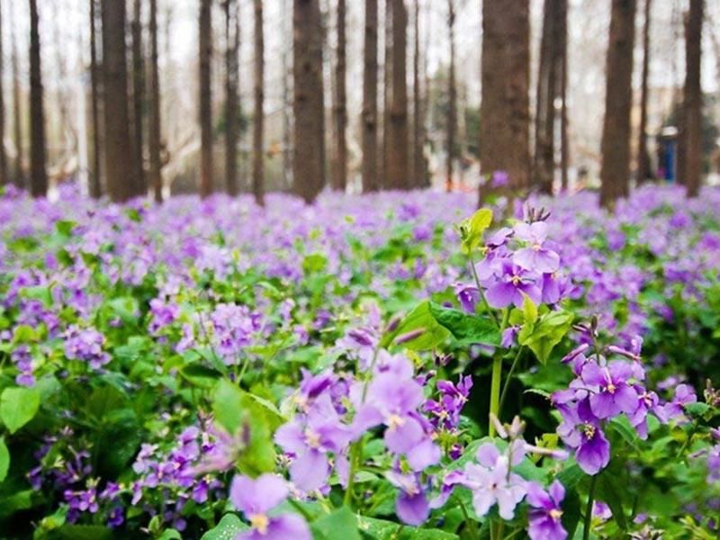 二月兰的种植方法「二月兰的种植方法和注意事项」