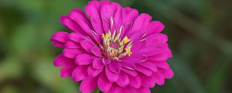 代表友谊送什么花好「象征友谊长久的花」