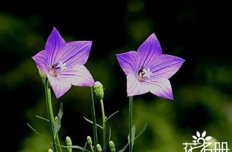 代表爱情的花卉有哪些「代表爱情的花卉有哪些花」