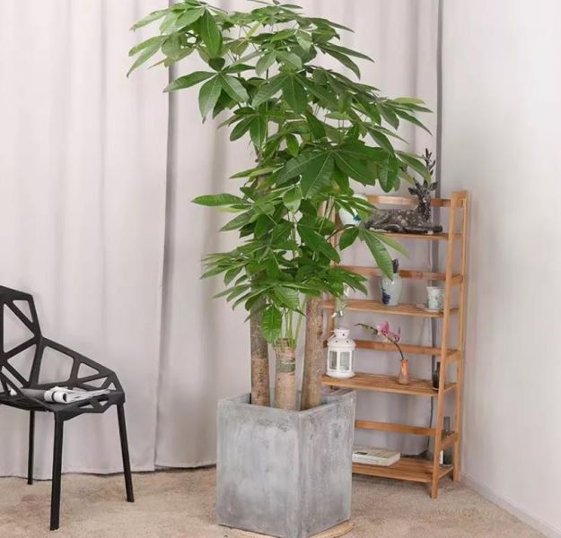 代表美好寓意的花有哪些「代表美好寓意的花有哪些图片」
