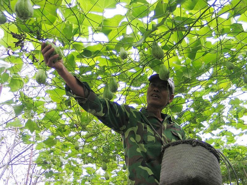 佛手爪怎么种植「佛手爪怎么种植怎佛手瓜怎么留种」