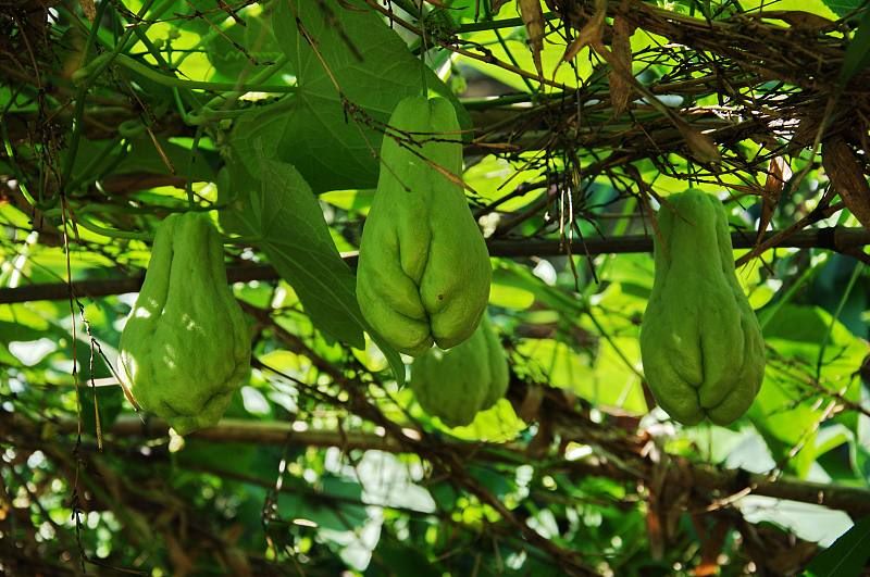 佛手爪怎么种植「佛手爪怎么种植怎佛手瓜怎么留种」