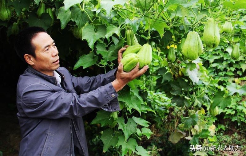 佛手瓜怎么种植「佛手瓜怎么种植哪头朝下」