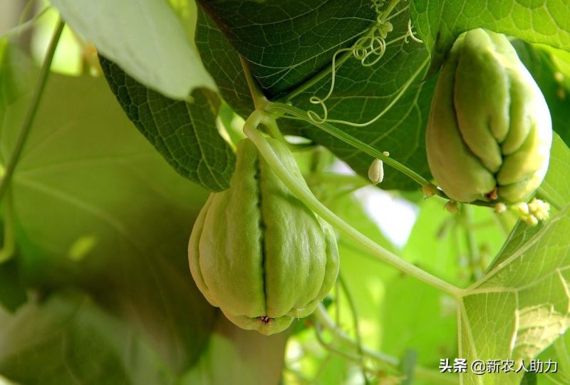 佛手瓜怎么种植「佛手瓜怎么种植哪头朝下」