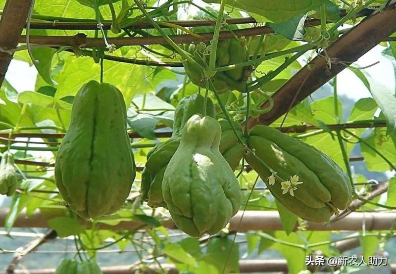 佛手瓜怎么种植「佛手瓜怎么种植哪头朝下」