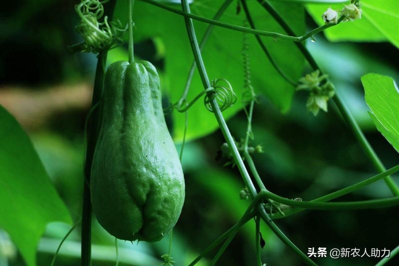 佛手瓜怎么种植「佛手瓜怎么种植哪头朝下」