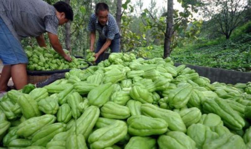 佛手瓜怎么种植「佛手瓜怎么种植哪头朝下」_2