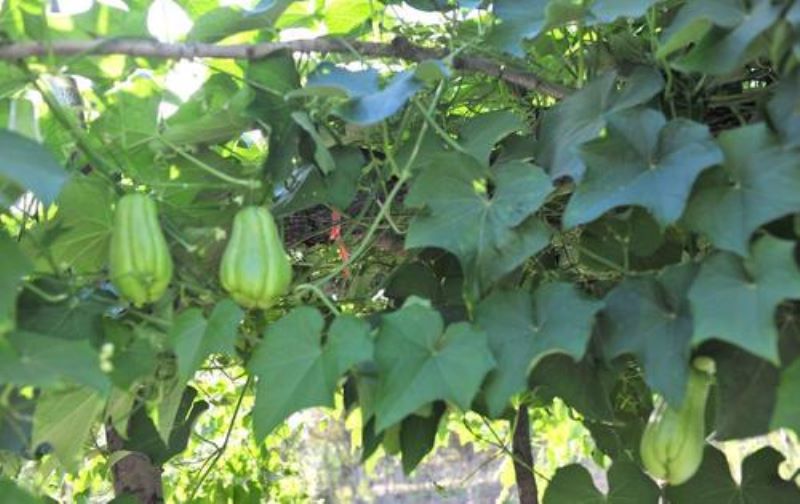 佛手瓜怎样种植「佛手瓜怎样种植和管理」