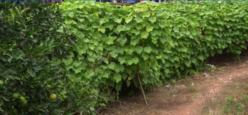 佛手瓜怎样种植「佛手瓜怎样种植和管理」