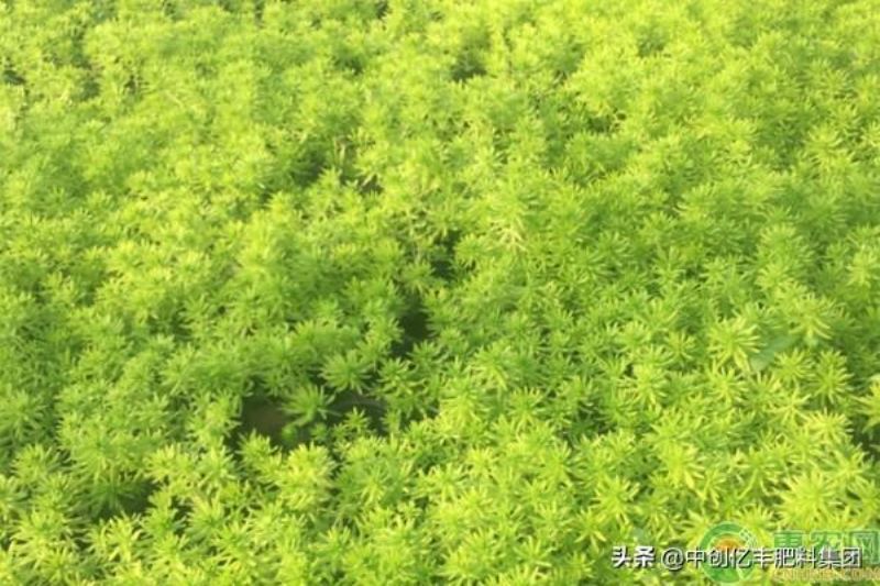 佛甲草种子怎么播种「佛甲草种子图片」