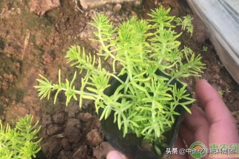佛甲草种子怎么播种「佛甲草种子图片」