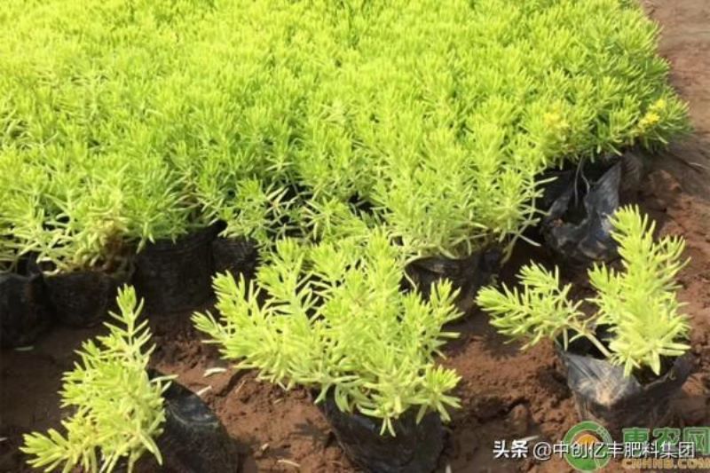 佛甲草种子怎么播种「佛甲草种子图片」