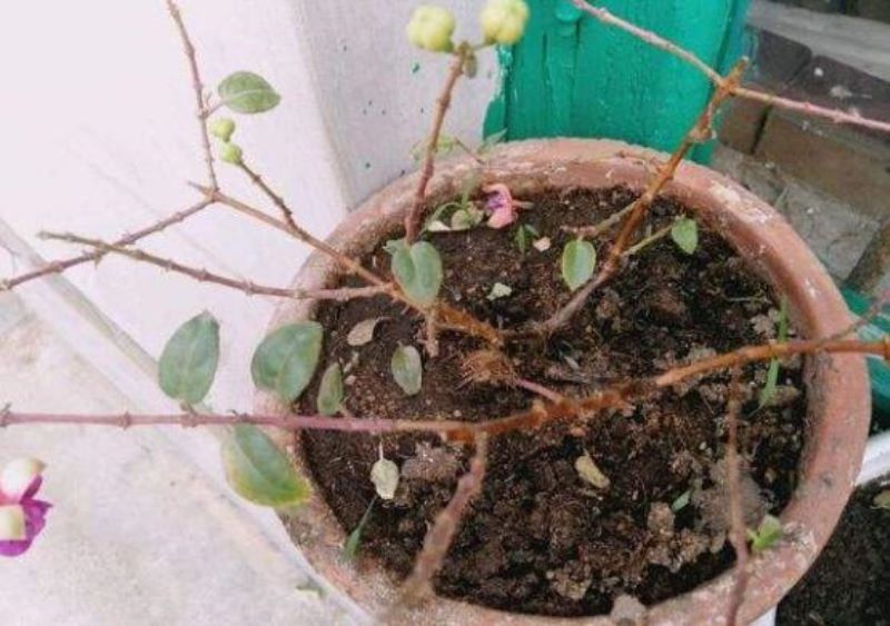 倒挂金钟叶子蔫了还能活吗「倒挂金钟夏天必死吗」