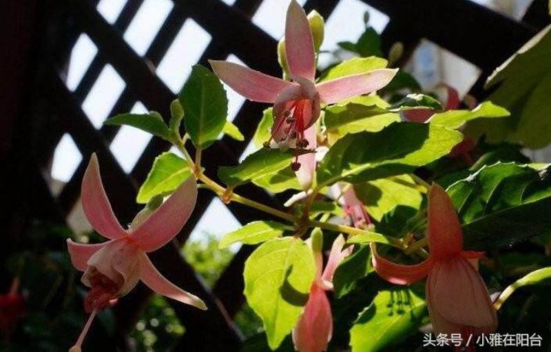 倒挂金钟怎么养「倒挂金钟怎么养殖方法和注意事项」