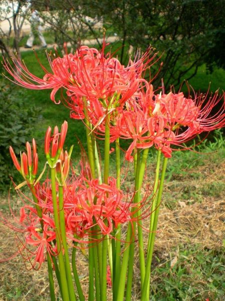 八月开的花有哪些「8月开的花有哪些」