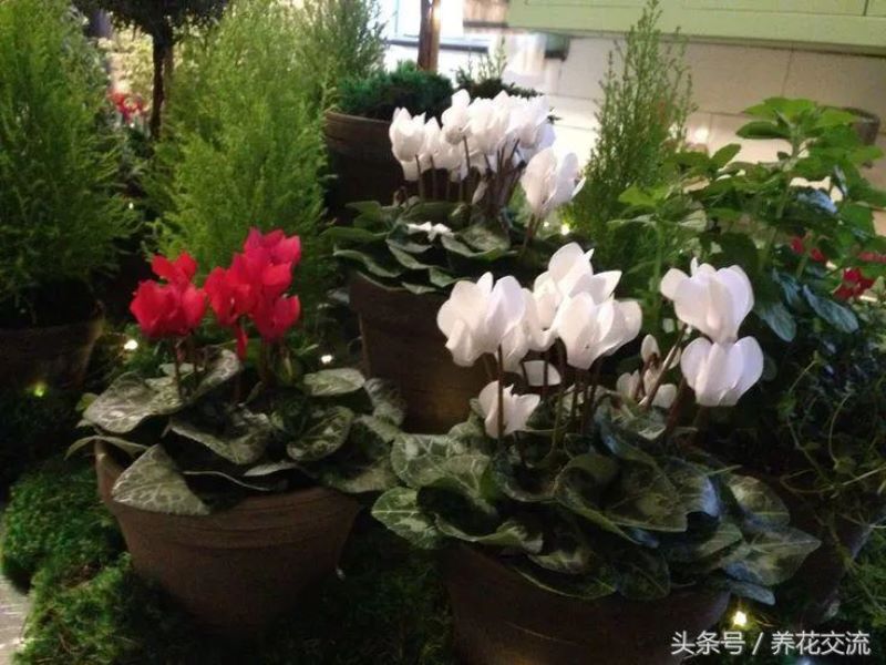 冬天什么花开得最茂盛「冬天什么花开得最茂盛呢」