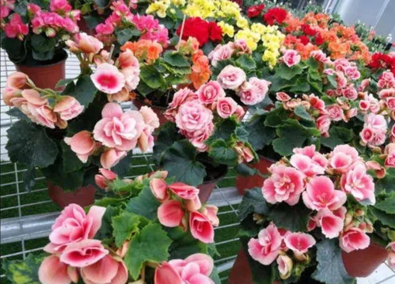 冬季室内开的花卉有哪些「冬季室内开的花卉有哪些品种」