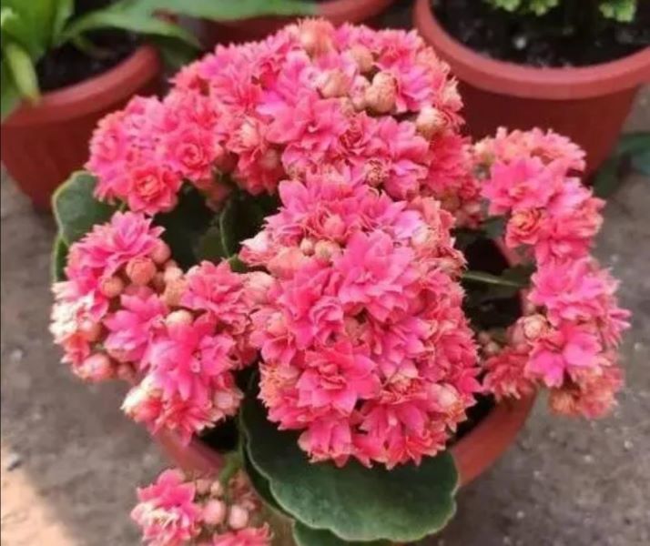冬季室内开的花卉有哪些「冬季室内开的花卉有哪些品种」