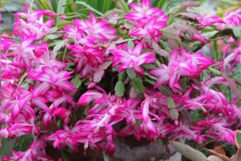 冬季室内开的花卉有哪些「冬季室内开的花卉有哪些品种」