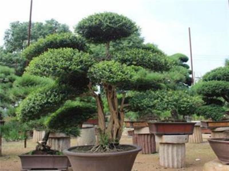 冬青树盆景怎么养护「冬青树盆景怎么养护和管理」