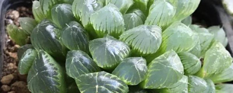 冰灯玉露怎么养「冰灯玉露怎么养才能饱满通透」