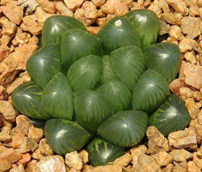 冰灯玉露怎么养「冰灯玉露怎么养才能饱满通透」