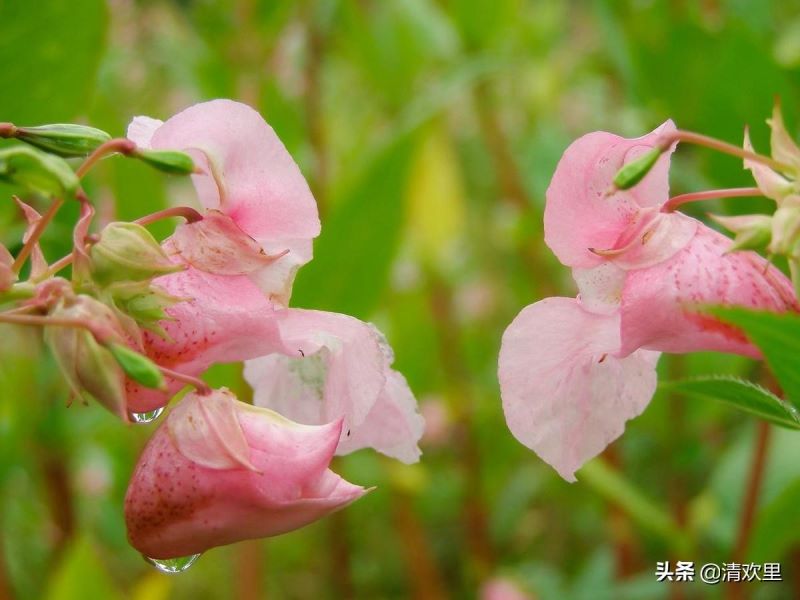 凤仙花种子怎么种「凤仙花种子怎么种植」