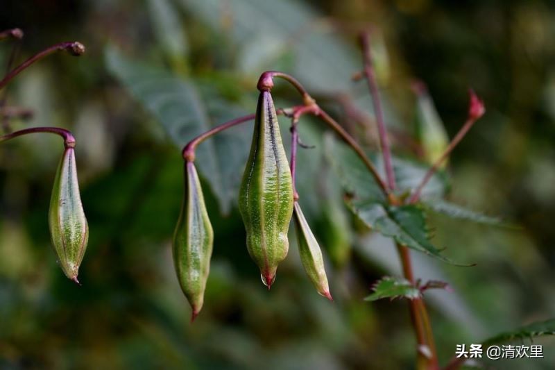 凤仙花种子怎么种「凤仙花种子怎么种植」