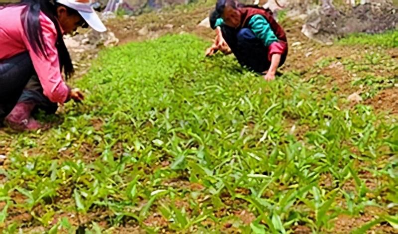 半夏如何种植「半夏如何种植技术」