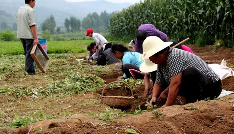 半夏如何种植「半夏如何种植技术」