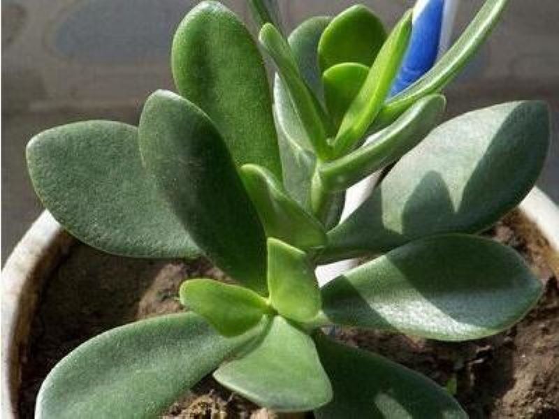 厚脸皮植物怎么养「厚脸皮植物怎么养才壮」_1