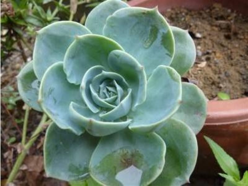 厚脸皮植物怎么养「厚脸皮植物怎么养才壮」_1