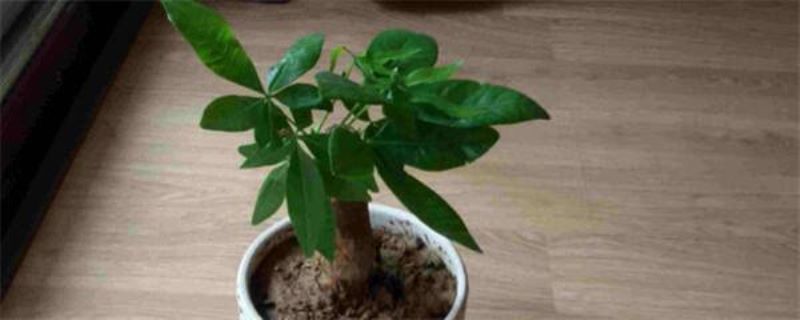 发财树小苗怎么养「发财树小苗怎么养成老桩」