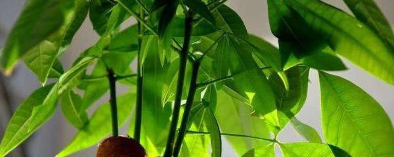 发财树怎么种「发财树怎么种植方法」