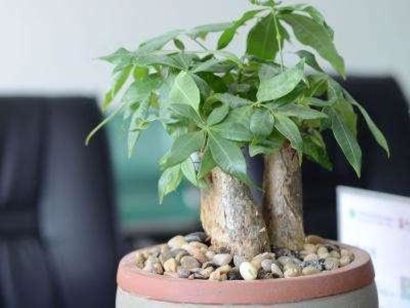 发财树怎么种「发财树怎么种植方法」