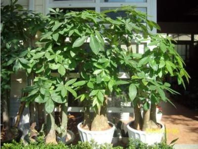 发财树怎么种「发财树怎么种植方法」