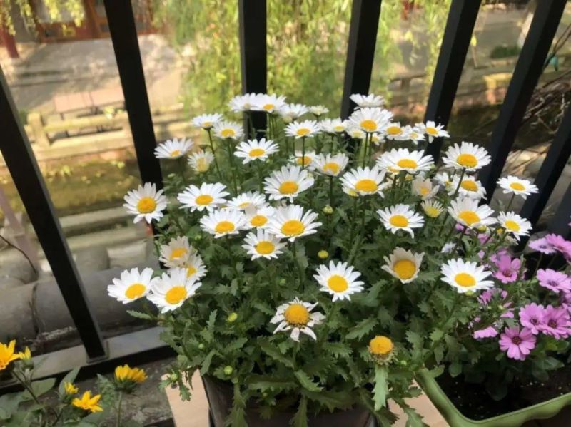 各种小菊花的名称及图片「100种菊花的名字和图片」