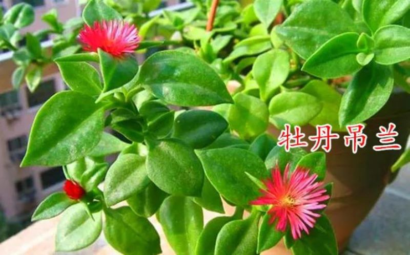 吊兰都有什么品种「吊兰都有什么品种图片」