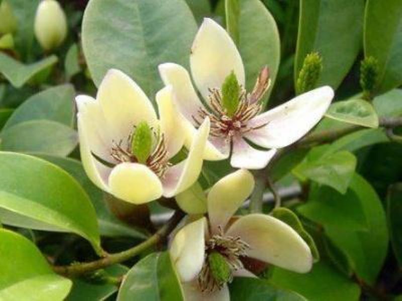 含笑花如何扦插「含笑花如何扦插繁殖」