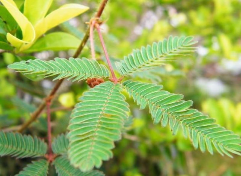含羞草的养殖方法和特点「含羞草的养殖方法和特点是什么」